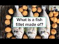 dr. frederico ferreira manufacturing cultured fish fillet