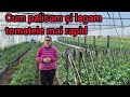 Copilitul palisatul si legatul tomatelor acum mult mai rapid . Metoda de legare