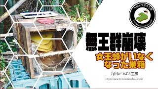 【ニホンミツバチ養蜂】女王蜂のいなくなった巣箱 How to Beekeeping