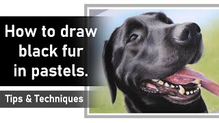 How to draw black fur in pastels | Pastel art tips & techniques