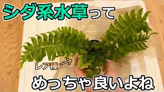 シダにハマりました。おすすめシダ系水草5種類紹介します。#67【アクアリウム】