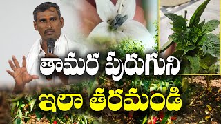 మిరపలో తామరపురుగు, కాయ తొలుచు పురుగు, తెగుళ్ల నివారణ | Mirchi Farming | Shivanaga Malleshwar rao