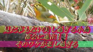 罪なき美しい野鳥を〇〇〇〇に仕立て上げる人間