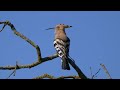 eurasian hoopoe calling