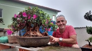 COMO FAZER BONSAI DE AZALÉA