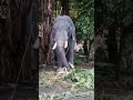 🐘 elephant beauty🐘thrissur pooram paramekkavu temple🙏🎊☂️❤️ ❤️