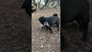 SMILE SUN meets his friends at the dog park!