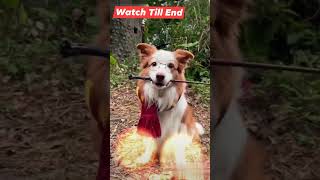 Funny 😂🤣 Moments 😅😁 Of Dog #youtubeshorts #trending #dog #petlover #puppy #viral