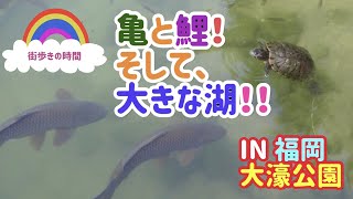 亀と鯉！　そして、大きな湖！！　IN福岡大濠公園