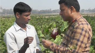 বেগুন চাষ করে আশাতীত সাফল্য পেয়েছেন | বেগুন চাষ পদ্ধতি | বেগুন গাছের পরিচর্যা