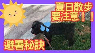 狗狗夏天可以不要散步嗎？外面好熱怎麼辦 | Happy\u0026小愛