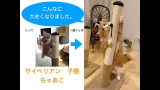 [ サイベリアン子猫 ]２ヶ月と１歳７ヶ月の現在を比較。