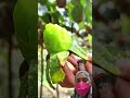 pohon buah kiwi #fruit #farm #shorts