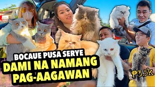 SOLID NA NAMAN MGA AVAILABLE CATS SA BOCAUE | BOCAUE PUSA SERYE | NOVEMBER 22, 2024