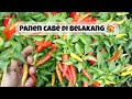 panen cabe di belakang 🏡 simbok 😘