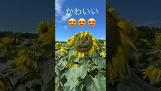 北海道北竜町ひまわりの里🌻もう少し早めがきれいかも😅