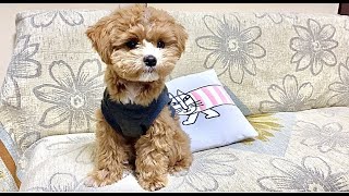 【マルプー犬のマリモ】【ノスタルジック動画／生後7ヶ月頃】モジャモジャくん🧸🐶(2021.3.9)