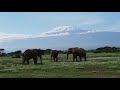 Amboseli safaris