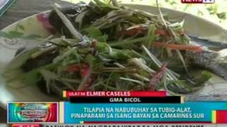 BP: Tilapia na nabubuhay sa tubig-alat, pinaparami sa isang bayan sa Camsur