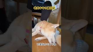 老犬キキ17歳日記　いつも一緒だよ