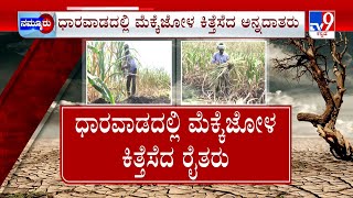 Drought in Karnataka: ಮೆಕ್ಕೆಜೋಳ, ಶೇಂಗಾ ಕಿತ್ತೆಸೆದ ರೈತ | ಬರದ ಹೊಡೆತಕ್ಕೆ ರೈತ ವಿಲವಿಲ