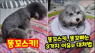 【강아지 똥꼬스키, 똥꼬 핥는 3가지 이유와 대처법】 강아지 똥꼬스키/똥꼬빠는 이유, 강아지가 똥꼬 핣는 이유, 강아지 항문낭, 강아지가 할타요?, 강아지 오래사는 법, 장수 비법