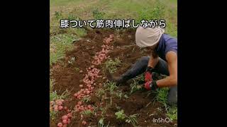 秋じゃがいもアンデスレッド【自然栽培アスリート野菜】