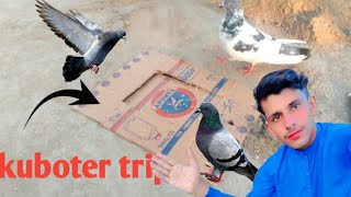 How To Catch Birds Using a Cardboard| Easy Build Pigeon Trap | Kabootar Paka...