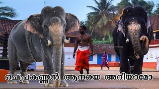 ചെപ്രകണ്ണനെ അറിയാം | chepra kannan elephant story Malayalam | Aanakkaryam