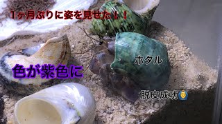 1ヶ月ぶり！ホタが脱皮に成功しました！！あれ？色が違う？笑