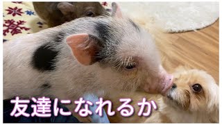 【 犬 や猫との相性は？】マイクロブタ さん、 わんちゃん・ねこちゃん と出会う【 ペット の ブタ 可愛い 癒し 動物 多頭 飼育 】