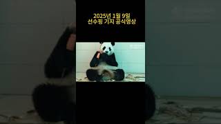 푸바오 공식영상이 올라왔습니다. 다행히 잘먹고 잘 지내고 있네요#푸바오 #panda #fubao #선수핑