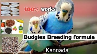 Budgies Breeding formula in kannada | perfect breeding formula