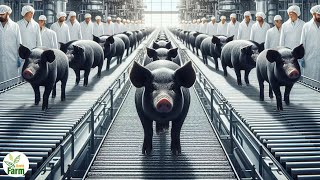 Japan Giant Black Pig Farm - Modern Pig Processing Line, Japan Farmer Raise Million of Pigs This Way