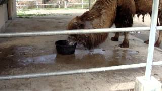 ラクダはものすごい勢いで水を飲む