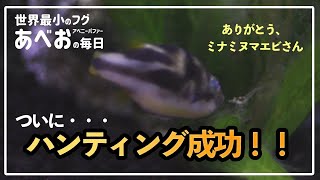 【祝】鍛錬の末、ミナミヌマエビを狩ったフグ #38（世界最小フグ・アベニーパファー）【あべおVLOG】