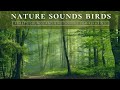 Nature Sounds - Relaxing Nature Sound Atmospheres, Bird Song, Forest Sounds For Stress Relief