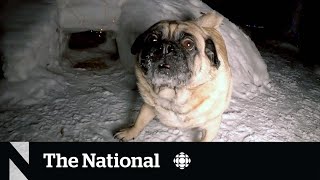 Winnipeg man builds epic snow fort for his pugs  | The Moment
