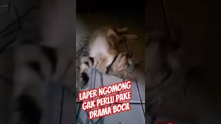 ada yang kelaparan nih #video #feedshorts #kucing