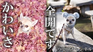 【ペットと旅行】ものすごく可愛いカメラ目線な、ちっちゃなスムースチワワのパピコさん。