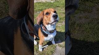 Як вмовити бігля робити те що хочете ви?How to persuade a beagle to do what you want? #beagle #dog