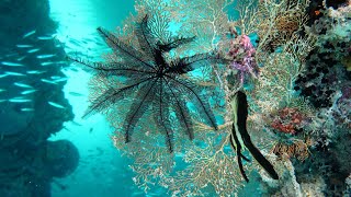 🤿Snorkeling Raja Ampat🤿. Jetties of Raja Ampat. Indonesia. June 2024