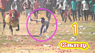 1 கோடி போடலாம் இந்த மாட்டுக்கு ||துருவன் ||jallikkattu ||jallikkattu video