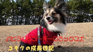 【パピヨンとコーギーのミックス犬】コテツと私の息子のお散歩動画　Kotetsu and my son walk video