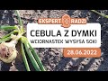 Wciornastek wysysa soki u cebuli z dymki - Piotr Borczyński