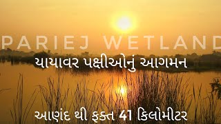 પરિયેજ વેટલેન્ડ | વિદેશી પક્ષીઓ બને છે આ ગામ ના મહેમાન | Periej wetland | #gujarattourism #tourism