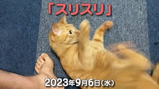 我が家の猫たち「スリスリ」2023年9月6日(水) \