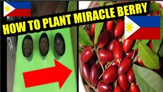 How to plant miracle berry/ magic fruit