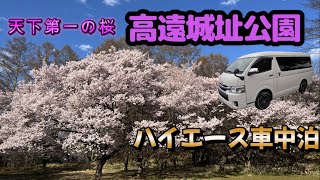 【高遠桜】桜の名所長野県伊那市、高遠城址公園で圧巻の桜のスケール。２０２３年春に行ってきました。とても綺麗で癒されました。