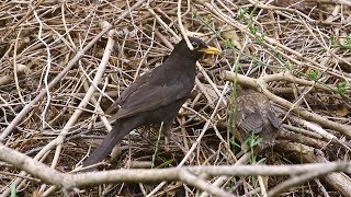 Feketerigó-fióka etetése / Common Blackbird fledgling feedeing, Budapest (2018.07.20.)